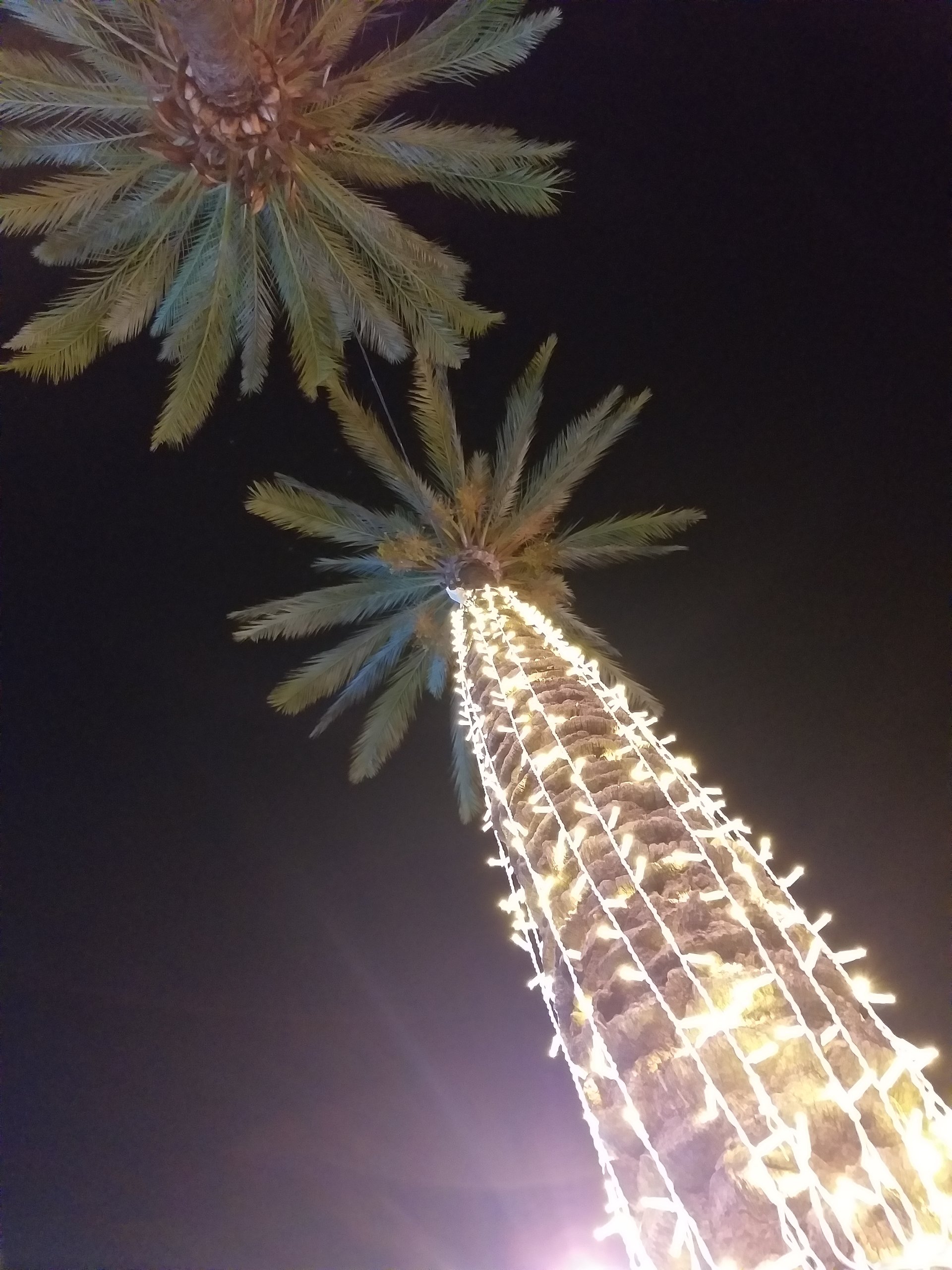 Mérida Plaza de España Palmeras